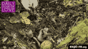 exploreorg love nature animal organic GIF