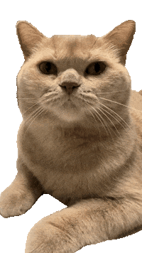 Cats Mochi Sticker