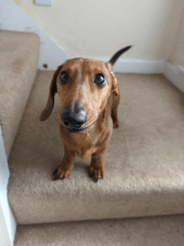 Barking Sausage Dog GIF