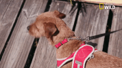 pupparazzi puppy potty face GIF by Nat Geo Wild