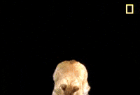 la gatos GIF