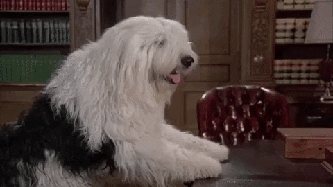 lfly giphygifmaker shaggy da dog punch GIF
