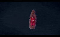 Beyonce Africa GIF by CRWNMAG
