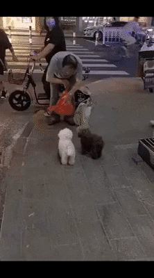 cuteanimalland giphyupload GIF