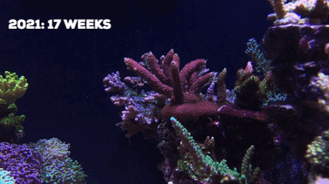 xiaoxiy giphygifmaker GIF