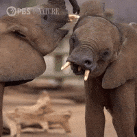 Explore Best Friend GIF by Nature on PBS