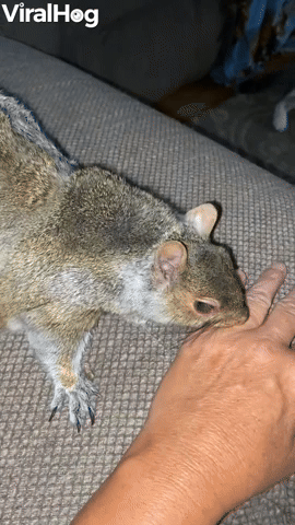 Pet Squirrel Loves Attention