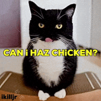 Cat Haz GIF
