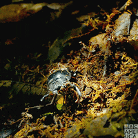 Enchanted Kingdom Earth GIF by BBC America