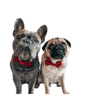 French Bulldog Love Sticker by Morty The Pug