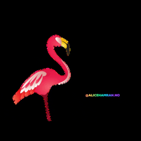 alicehamran giphygifmaker success flamingo loveit GIF