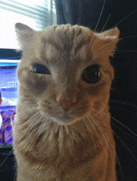 Cat Stare GIF