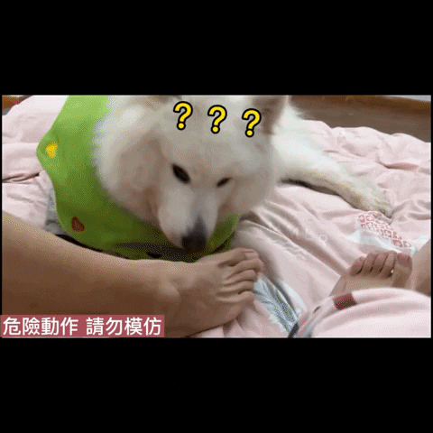 cuteanimalland giphyupload GIF