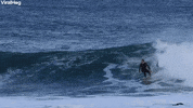 Surfer Dropped In By A Seal GIF by ViralHog