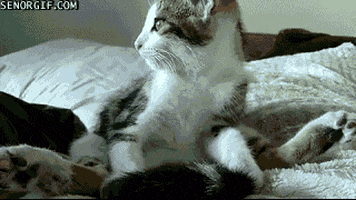cat relaxing GIF by Cheezburger