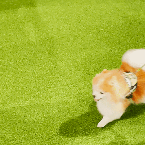 Westminster Dog Show Dogs GIF by Westminster Kennel Club