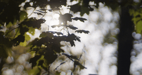 Destinationcanada GIF by @ExploreCanada