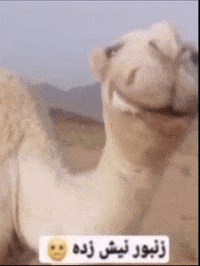 كراودي GIF