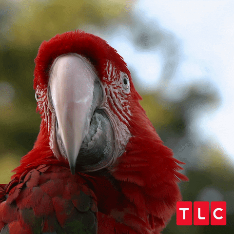 Bird Pet GIF by TLC