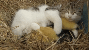 Cat Duck GIF
