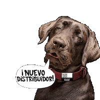 Distribuidor Sticker by TengoQR