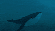 Festivalnews GIF by Matchbox Mountain