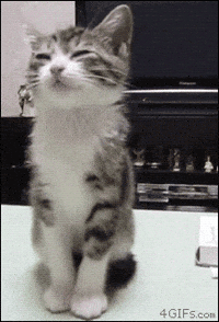 Sleepy Kitten GIF