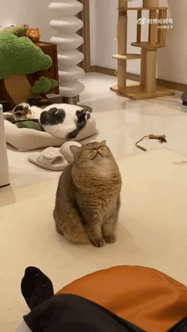 cuteanimalland giphyupload GIF