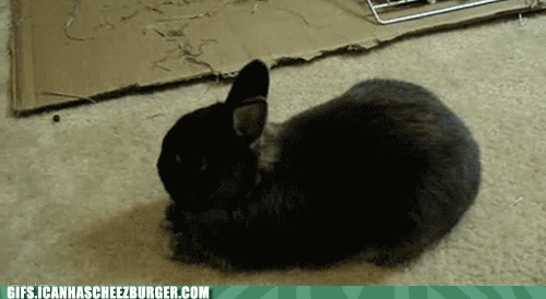 rabbit sleeping GIF