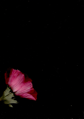 MissStella giphyupload art flowers digital GIF