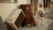 Good Boy Dog GIF by Xbox