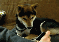 dog funny s GIF