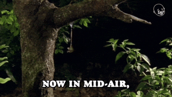 The Next Stage of Pairing