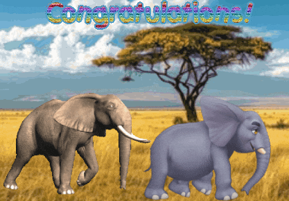 Expressions Elephants GIF