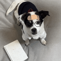 Puppy Question GIF