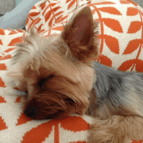 Sleepy Sunday GIF