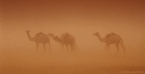 camel sahara GIF by Head Like an Orange