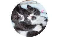 Cat Sticker by Simon Kids