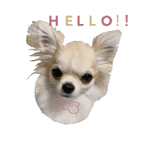 Dog Hello Sticker