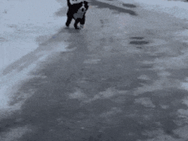 puppy fail GIF