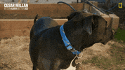 Nat Geo Dog GIF by National Geographic Channel