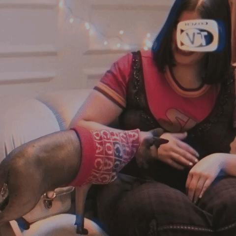 Hypoallergenic Friends