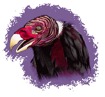 danegoodies halloween bird vulture roadkill Sticker