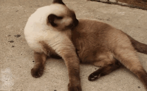 cat GIF