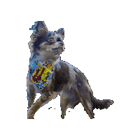 Wonder Woman Chihuahua Sticker by Geekster Pets