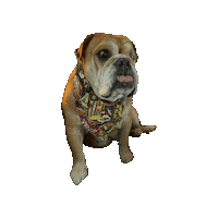 Phoenix Bulldog Sticker by Geekster Pets