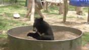 black bear swimming GIF