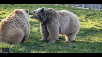 Bears Wrestle at Wildlife Center In New York