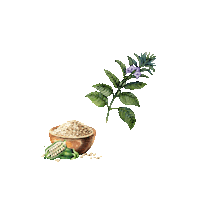 internationalcollection oils all natural seed oils sesame oil Sticker