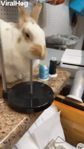 Fluffy Bunny Loves to Knock Things Over